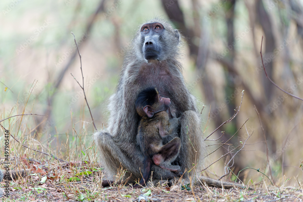 Mother Baboon nursing her baby in the Kruger National Park in South Africa Mother Baboon nursing her baby in the Kruger National Park in South Africa
