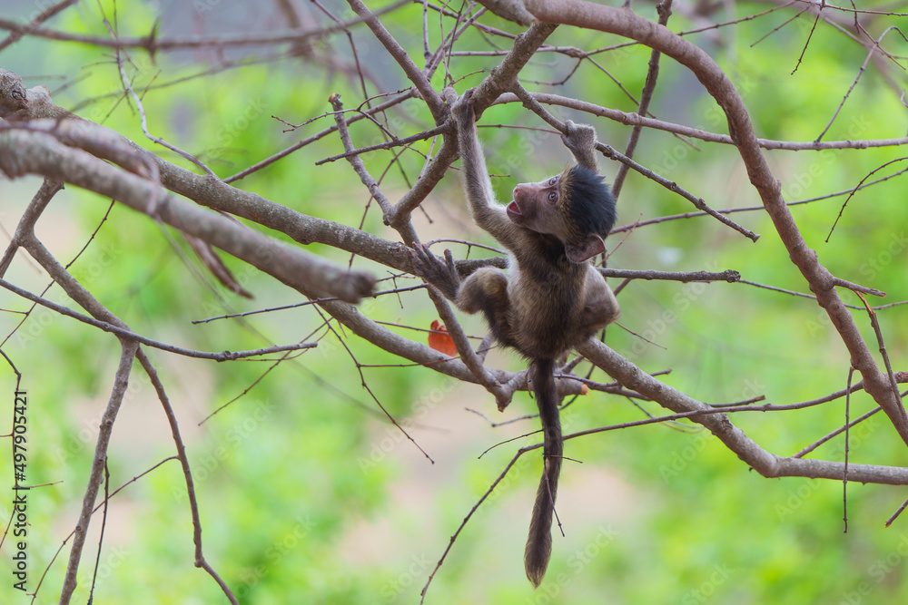Young baboon playing in a tree in Kruger National Park in South Africa  