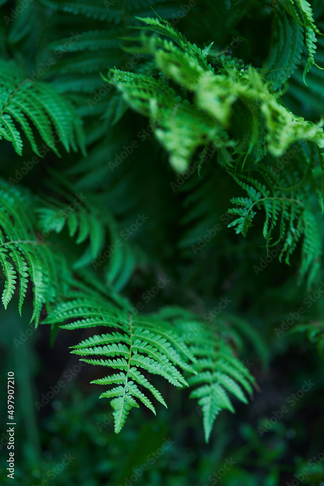 Beautiful ferns create green foliage. Natural green natural fern background in sunlight. High quality photo Beautiful ferns create green foliage. Natural green natural fern background in sunlight. High quality photo