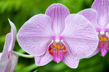 purple orchid on a green background