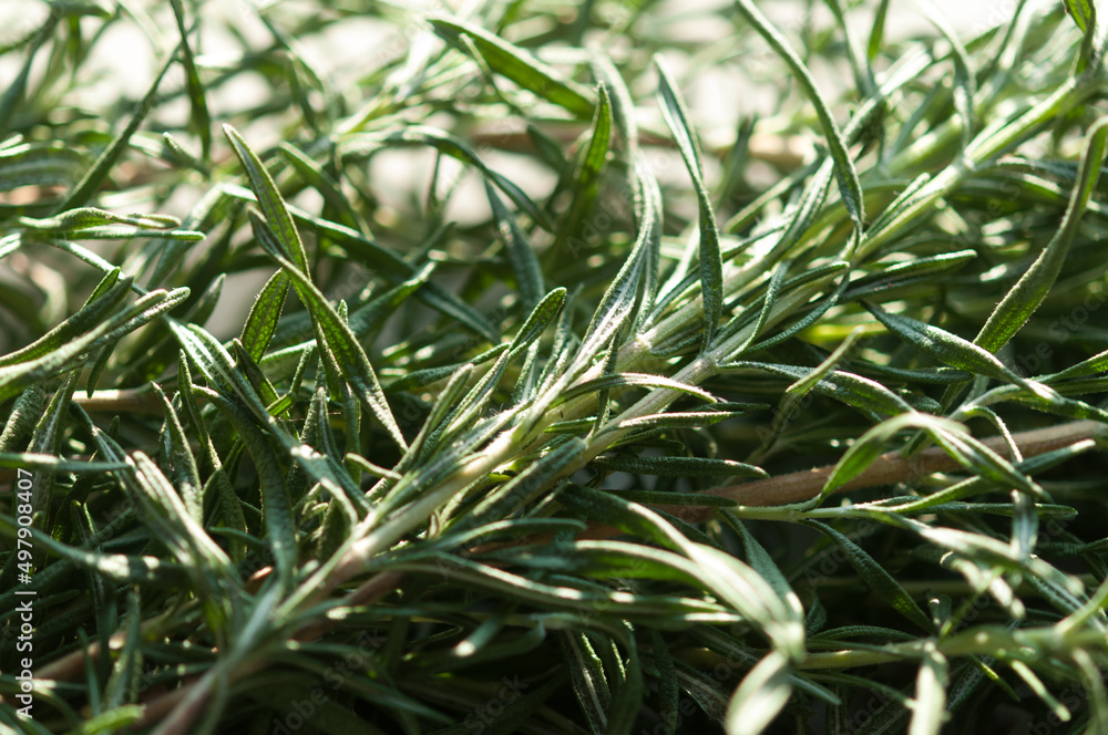 Obraz premium rosemary drying in the sun