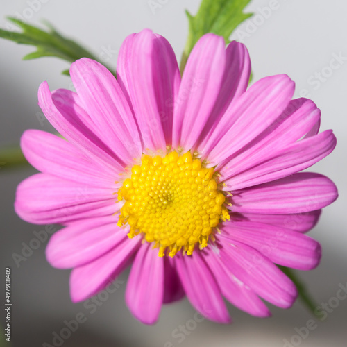 pink daisy close up