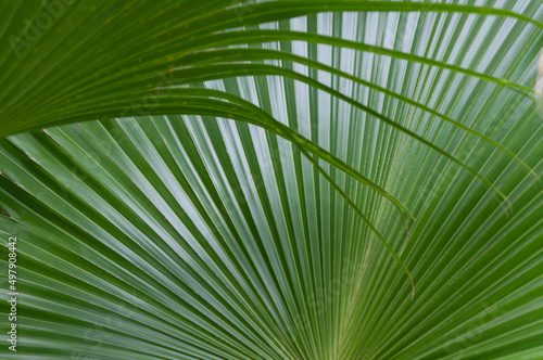 palm fan leaves background