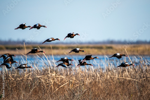 Scenic View of Ducks Flying photo