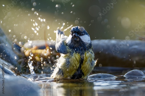  Great tit bathes in the water of a bird watering hole. He sprays water. Moravia. Czechia.