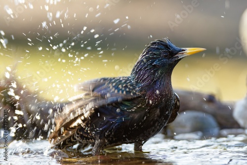 The starling bathes in the water of a bird watering hole. He sprays water. Moravia. Czechia. 