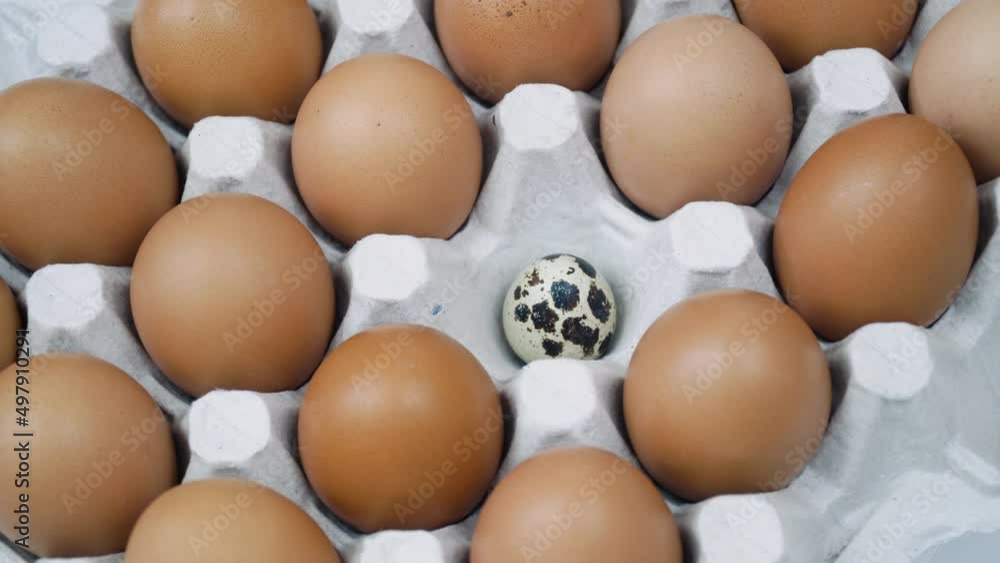 Chicken brown fresh raw eggs and alone quail egg. Large tray of eggs is spinning Chicken brown fresh raw eggs and alone quail egg. Large tray of eggs is spinning