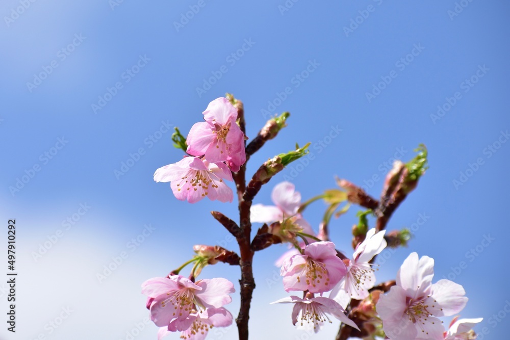春の訪れ　咲き始めの桜