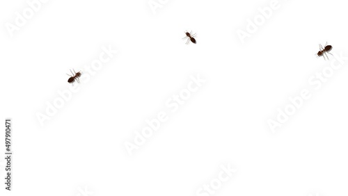 Wild ant walking on path Loop Background. group of ant walking. Animal Spreading infection prevention. Protection against the spread of diseases. A colony of worker ants. Red ants paving way to goal. photo