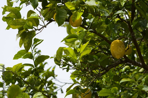 Lemon Tree. Ripe lemon fruits on a branch
