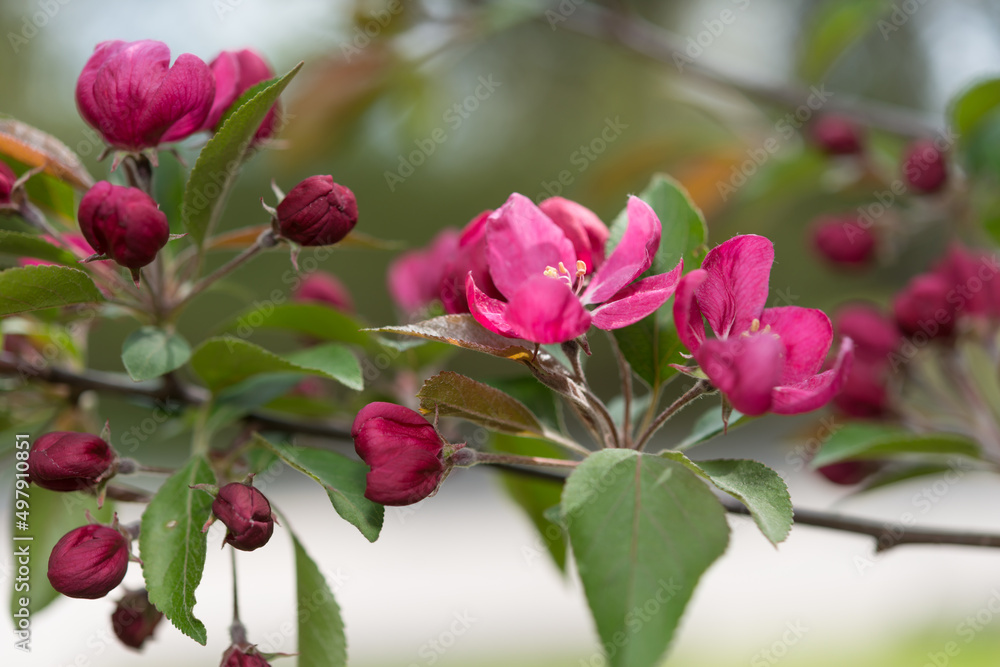 deep pink crabapple blossoms close up