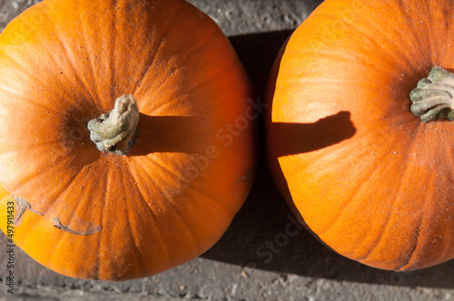 Wallpaper Mural pumpkins in sunlight Torontodigital.ca