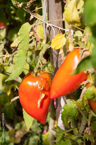 ripe garden tomatoes - Andine Cornue (Solanum lycopersicum) - tied to a stake in the sun photo