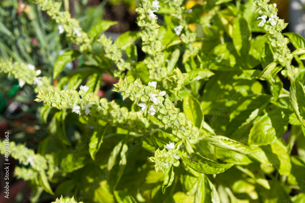 close up of herbs (basil flower spikes) in the sun close up of herbs (basil flower spikes) in the sun