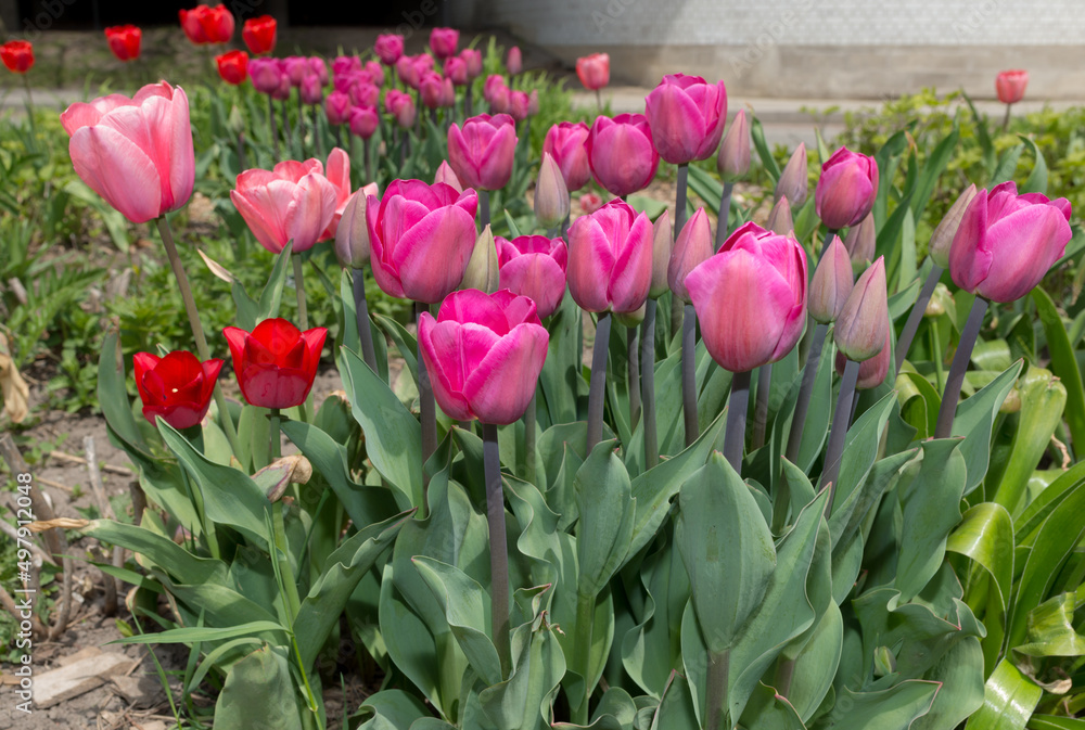 various pink and red tulips in the sun various pink and red tulips in the sun