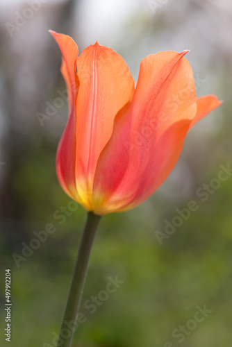 tulip isolated on a bokeh background
