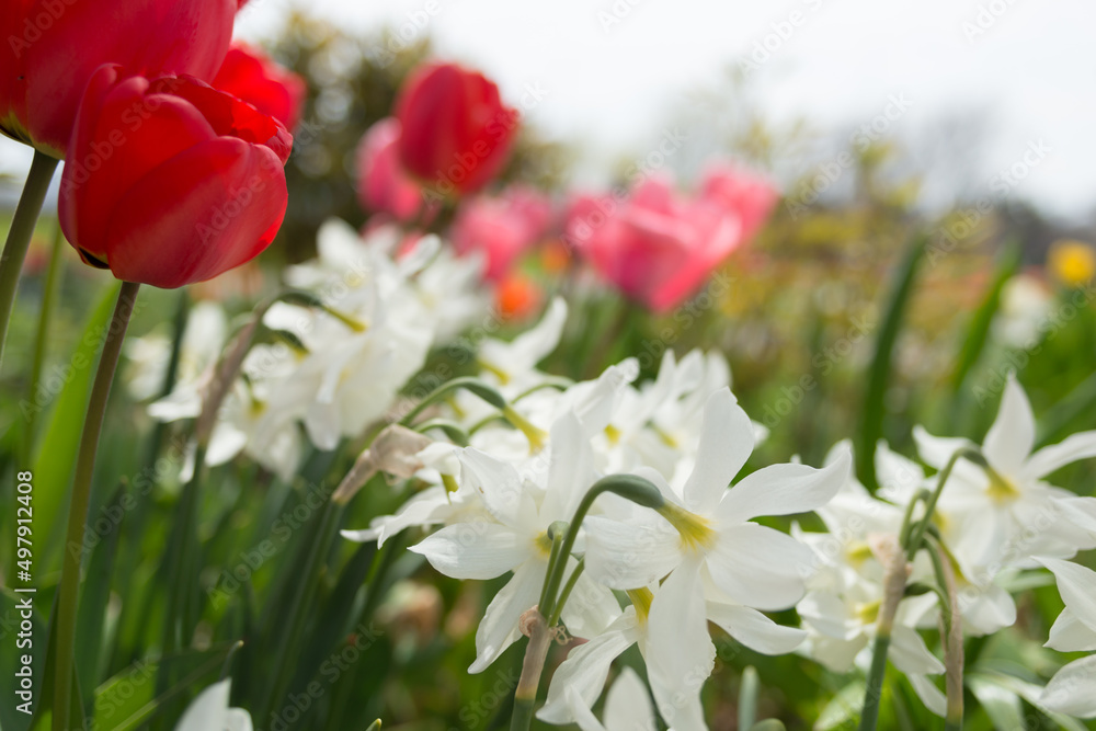 tulips and white daffodils in the garden