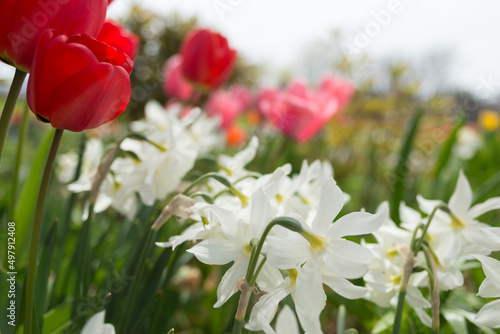 tulips and white daffodils in the garden