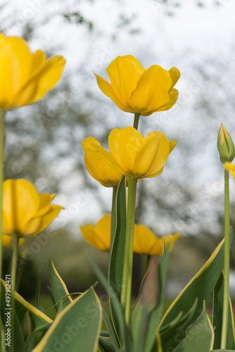 yellow tulip on a gray sky