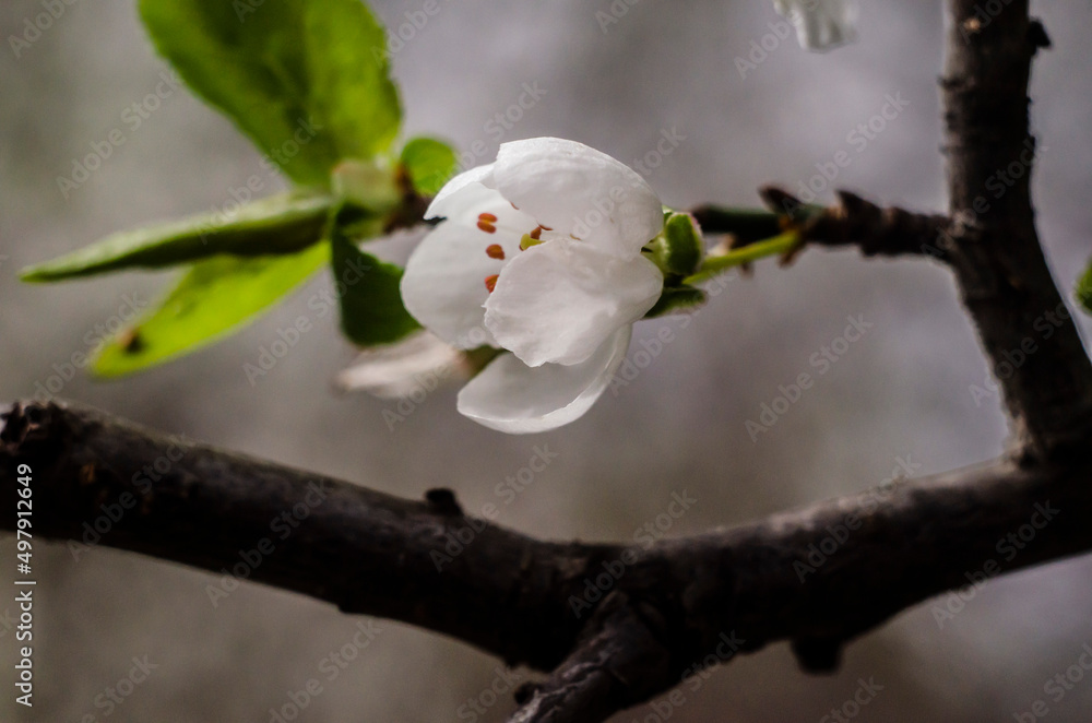 Spring branch of a tree, with blossoming white small flowers on a background of blue sky and green leaves. Springtime background. Close up. Spring branch of a tree, with blossoming white small flowers on a background of blue sky and green leaves. Springtime background. Close up.