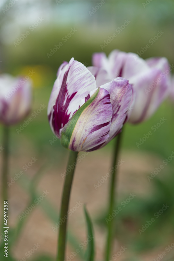 variegated magenta tulips in the garden variegated magenta tulips in the garden