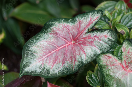 Caladium leaves close up  pink variegation 