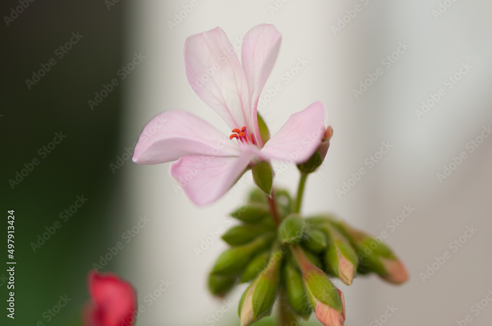 pink geranium blossom and buds on a light and dark background