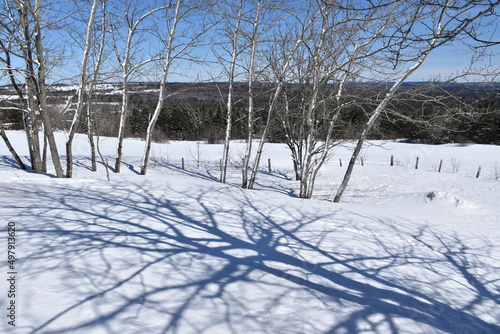 Trees in winter, Sainte-Apolline, Québec, Canada