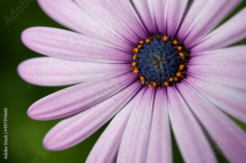 close up of a daisy flower