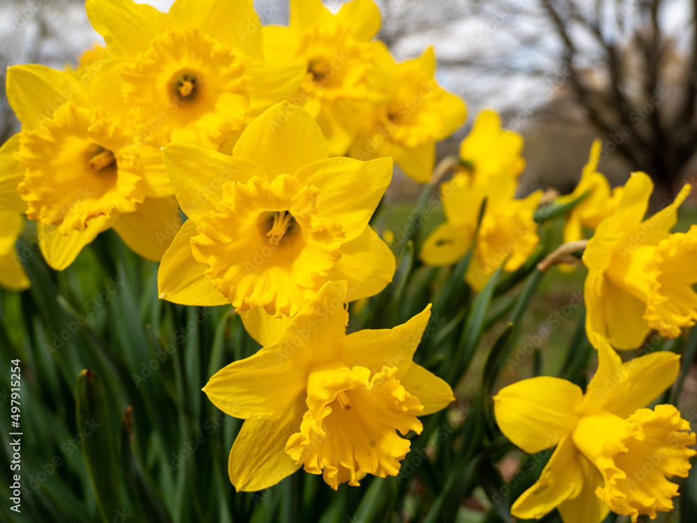 Blooming yellow daffodil in the park. Blooming yellow daffodil in the park.
