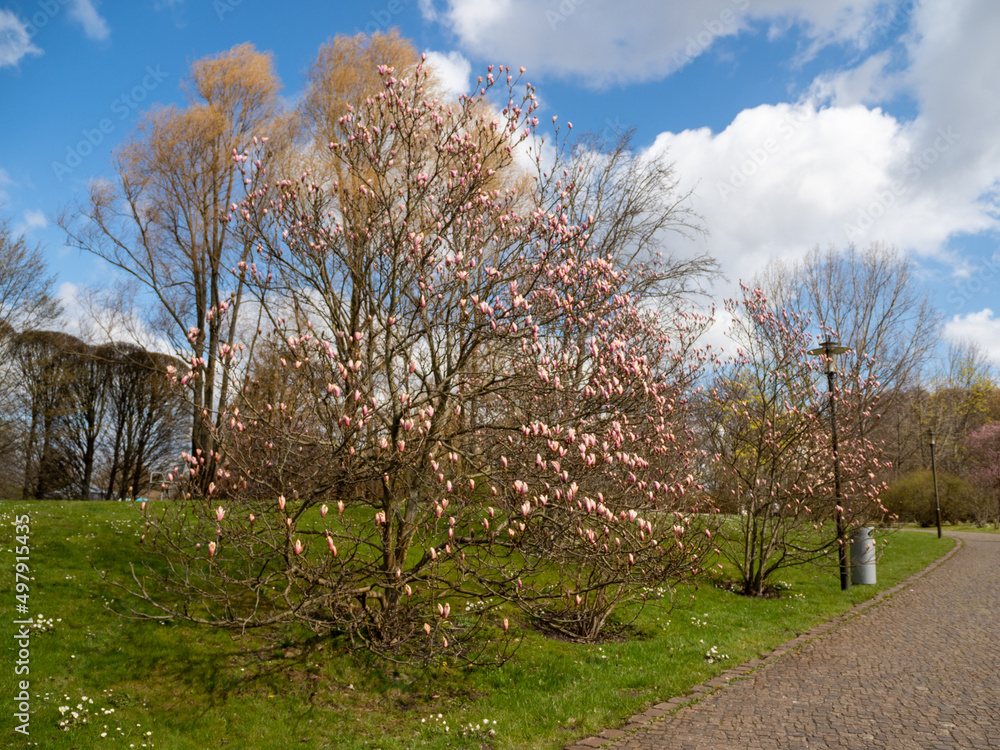 Magnolia blooms in spring. delicate magnolia flowers. Magnolia blooms in spring. delicate magnolia flowers.