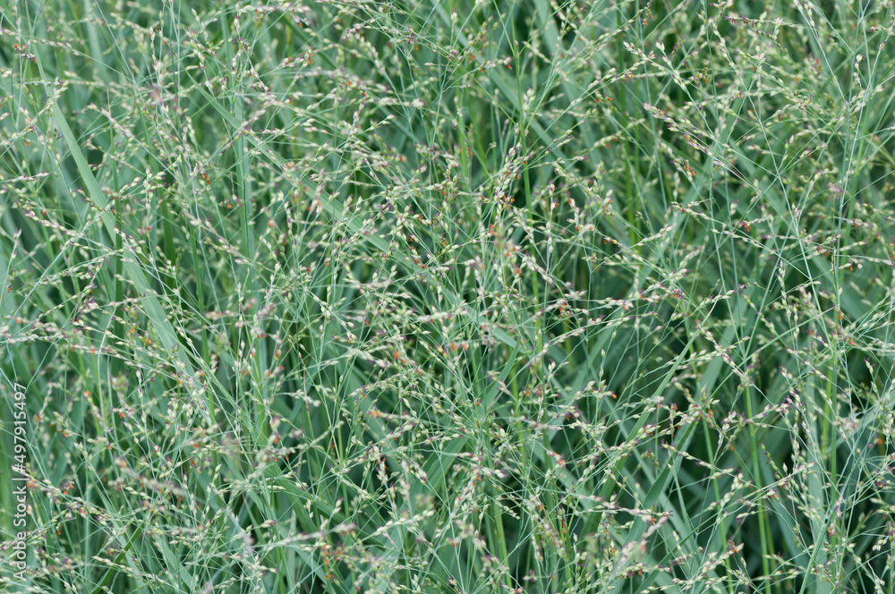 green grass background green grass background