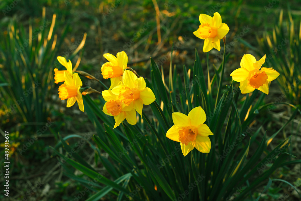 Flowers daffodils (Narcissus) yellow and white. Spring flowering bulb plants in the flowerbed. Selective focus Flowers daffodils (Narcissus) yellow and white. Spring flowering bulb plants in the flowerbed. Selective focus