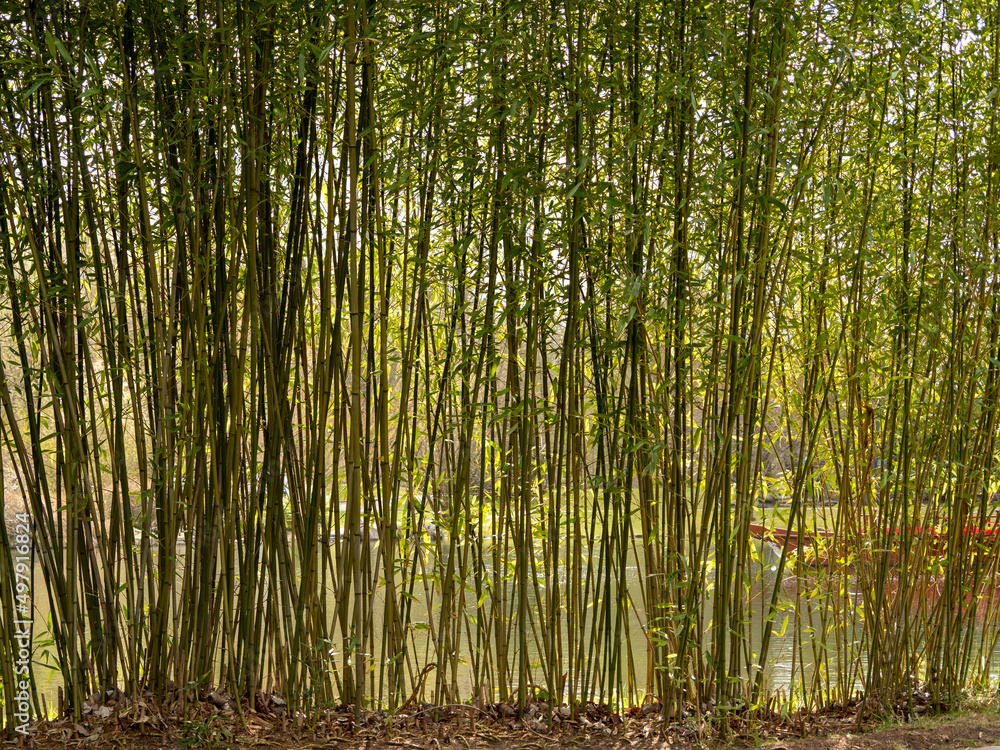 Green young bamboo on the shore of the pond. Green young bamboo on the shore of the pond.