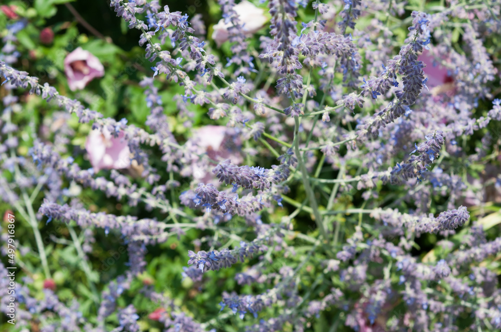 Obraz premium Salvia yangii and mallows outside