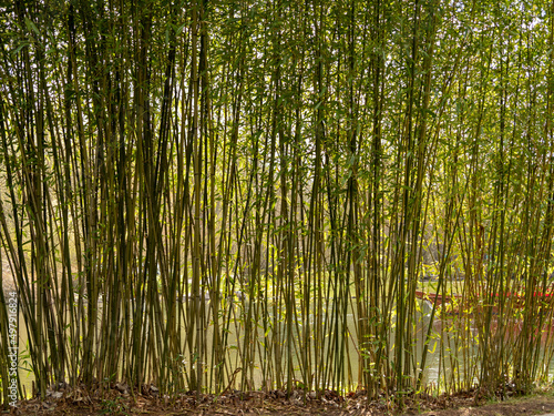 Green young bamboo on the shore of the pond. © Jakob