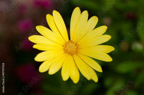 yellow daisy flower isolated on a dark background