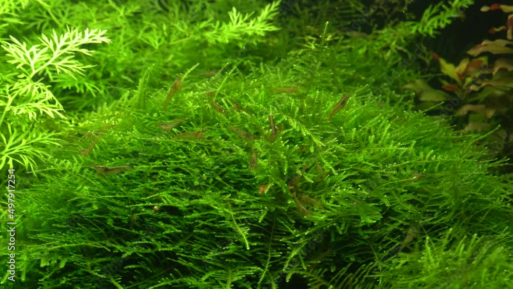 Small decorative transparent shrimps in aquarium. Group beautiful crustaceans walking on green grass clean its legs and eating food . Freshwater tank with nature plants fern and moss. Calm scenes. Small decorative transparent shrimps in aquarium. Group beautiful crustaceans walking on green grass clean its legs and eating food . Freshwater tank with nature plants fern and moss. Calm scenes.