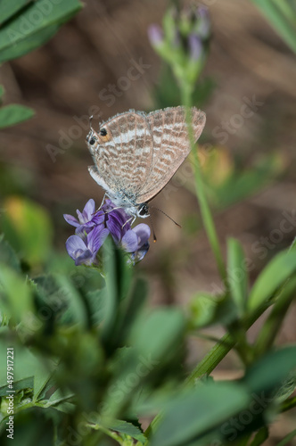 lampides boethius photo