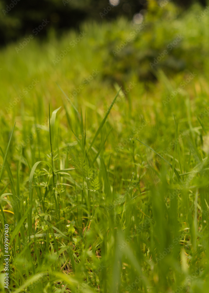 long tall green grass long tall green grass