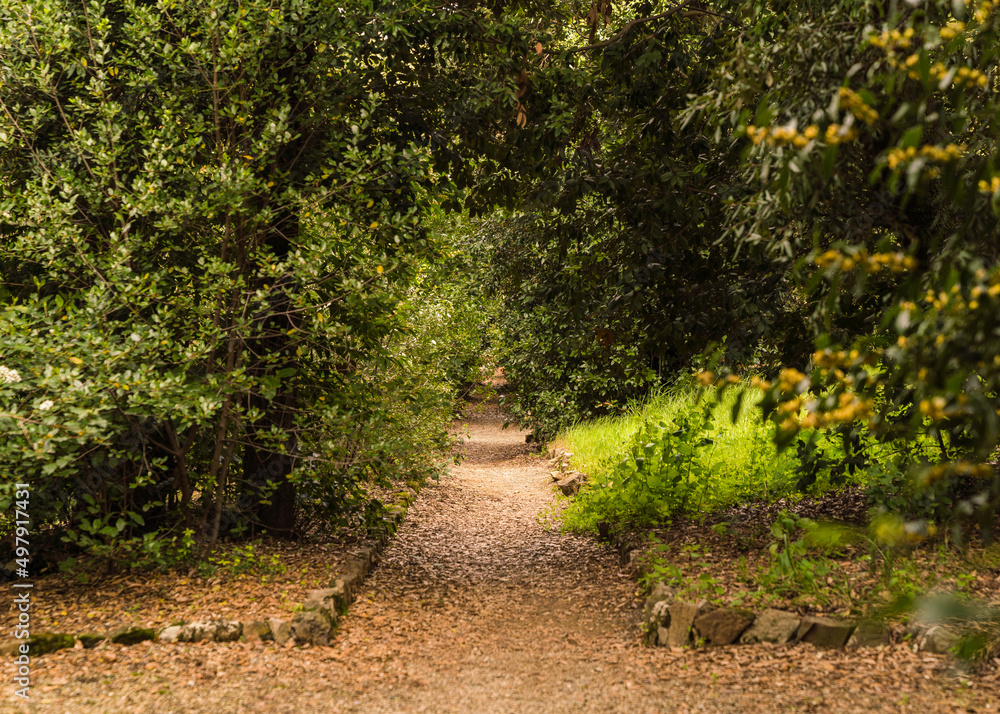 Fototapeta premium path in beautiful Italian garden