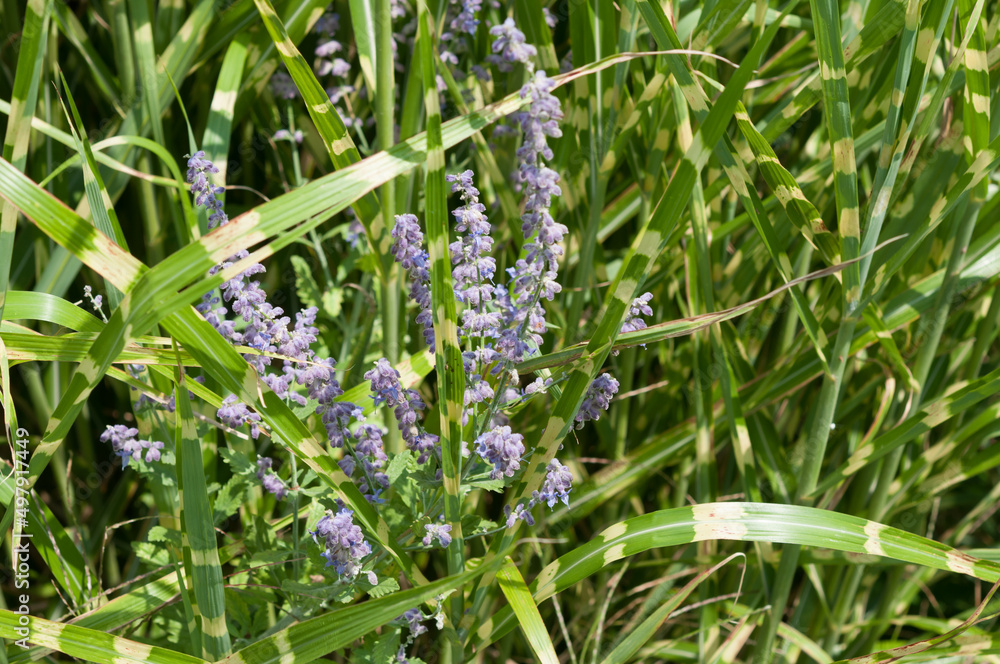 Salvia yangii and ornamental grass combinatory