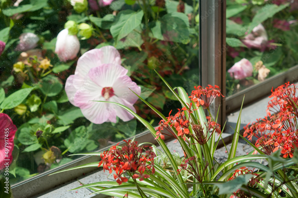 flowers inside (geraniums and spider plant) and outside (pink and red mallows) a window at the conservatory