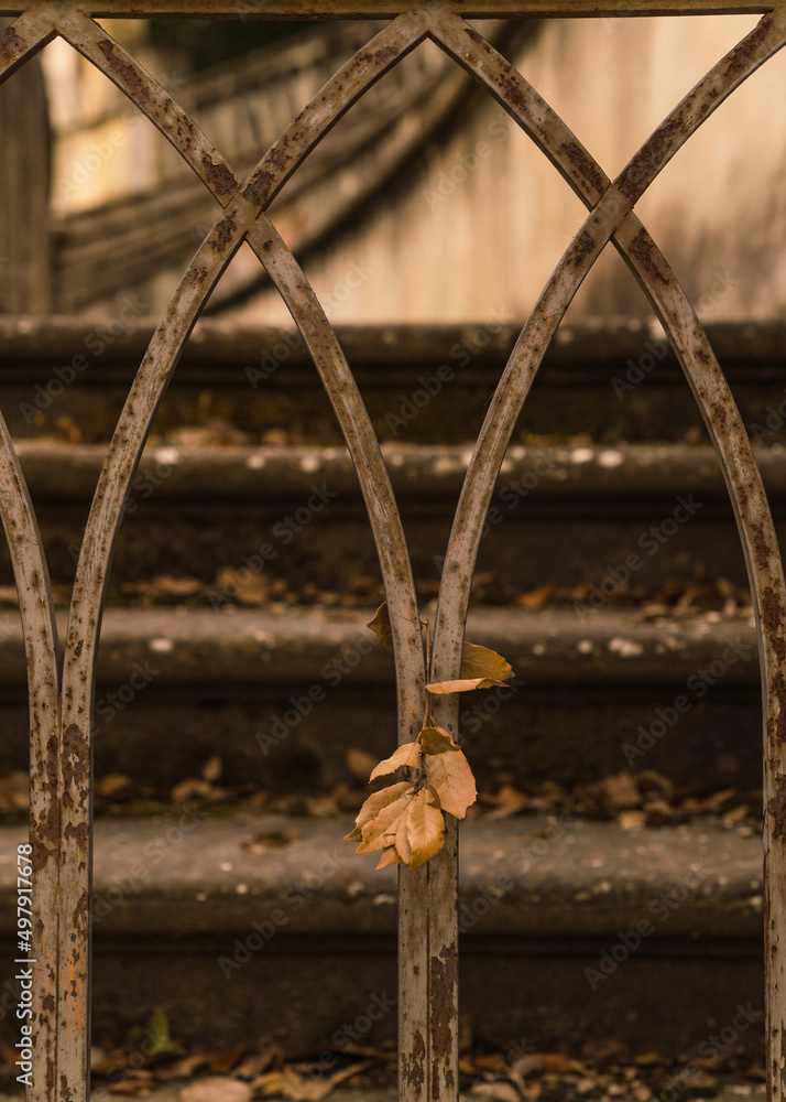 rusty metal fence and dried leaf with steps on background 