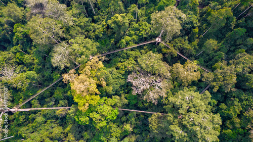 Kakum National Park & Canopy Walkway, Cape Coast, Ghana. 