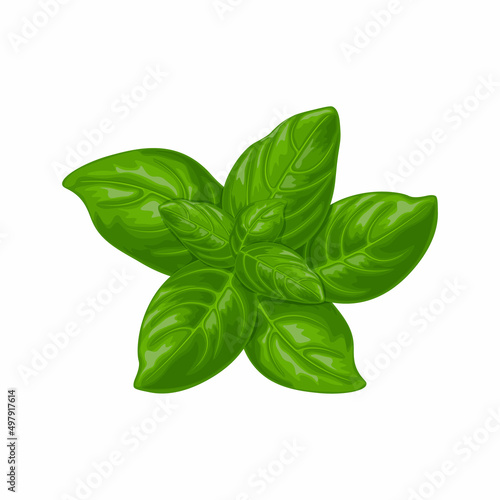 Basil. Green basil leaves. A fragrant plant for seasoning. Vector illustration isolated on a white background