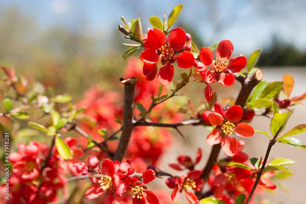 Chaenomeles blossoms on a fair day in spring Chaenomeles blossoms on a fair day in spring