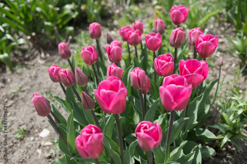 pink tulip blossoms and buds in the garden pink tulip blossoms and buds in the garden