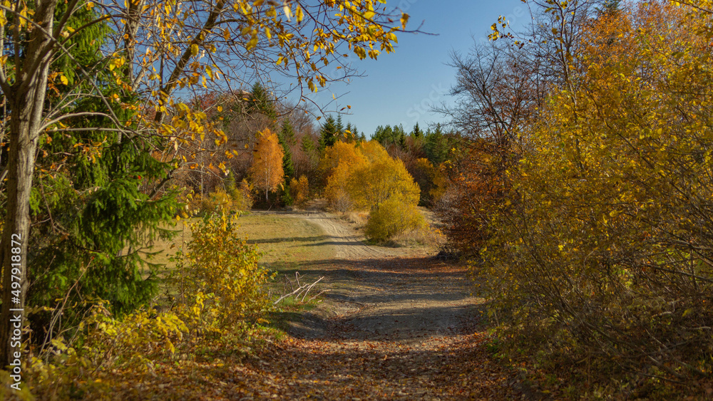 Autumn colors in mountain forests - Gorce Mountains