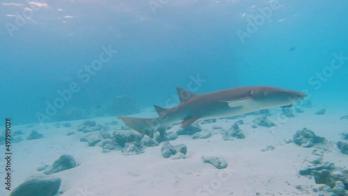 Tawny nurse shark nebrius ferrugineus swimming over rocky seabed on tropical coral reef photo